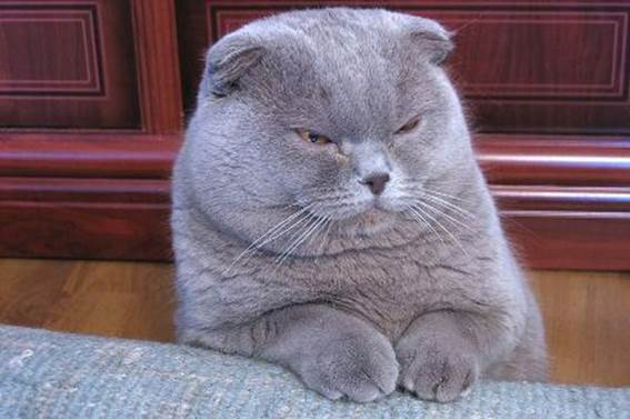 Scottish Fold Looking.jpg