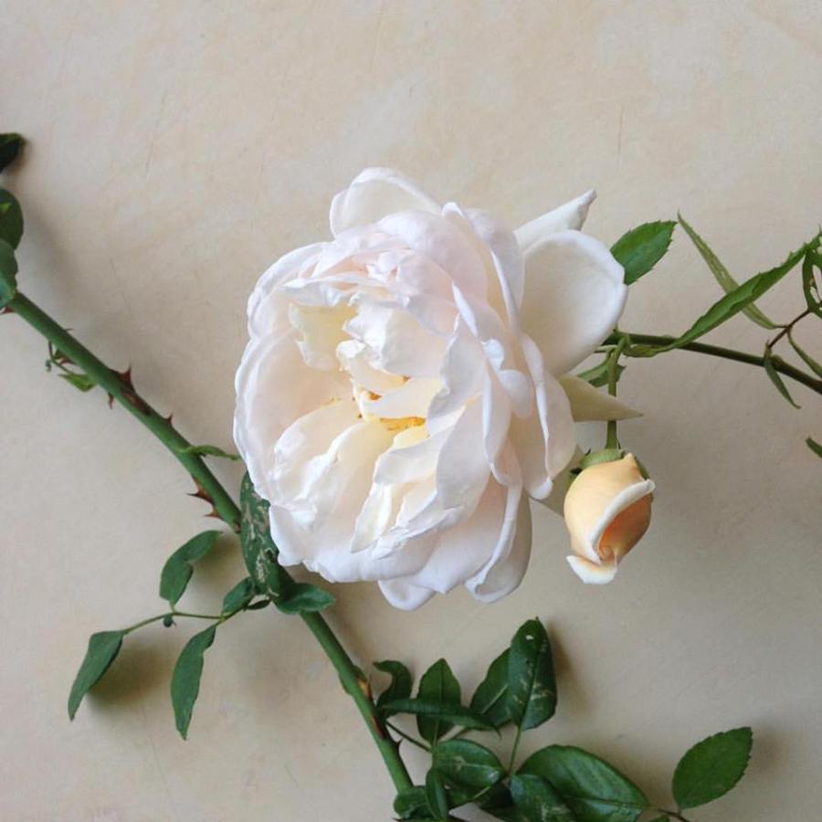 23031528_10214716481815877_6639512437339231060_n