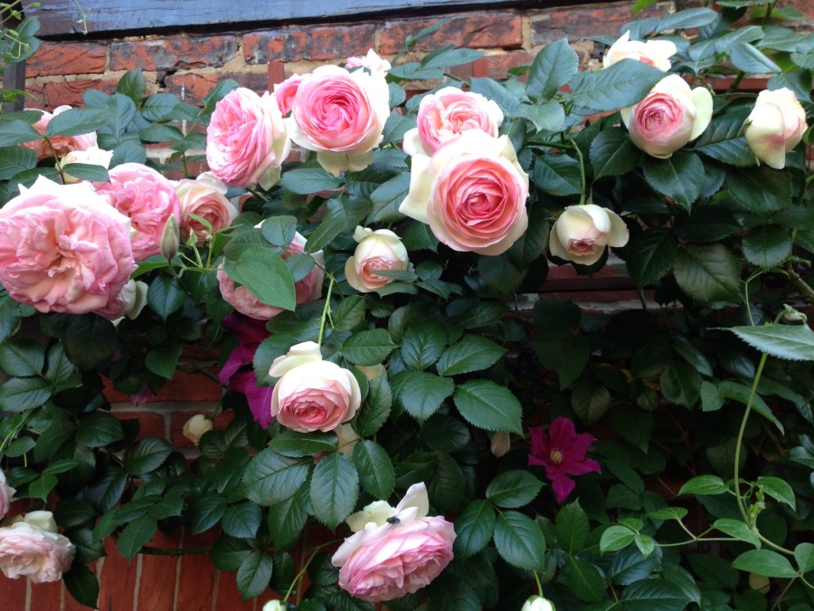 990006_10201255595822140_1605462782_o